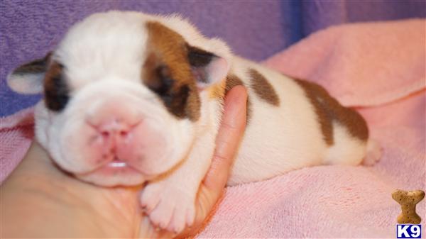 Puppies in OK